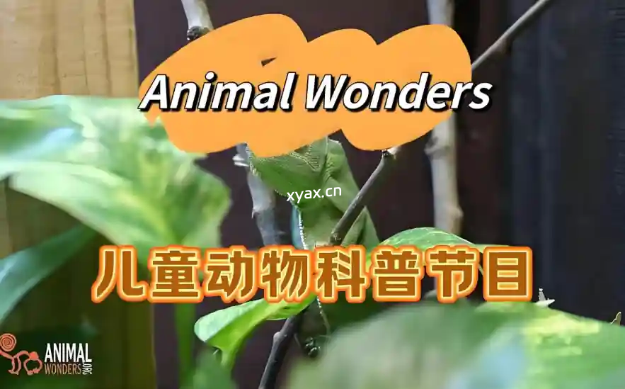 YouTube热门英文儿童动物科普节目《动物奇观 Animal Wonders》